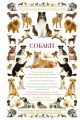 Собаки. Иллюстрированный гид
