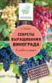 Секреты выращивания винограда в любом климате. Проверенные способы формировки винограда