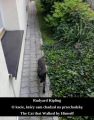 O kocie, ktory sam chadzal na przechadzke. The Cat that Walked by Himself