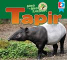 Animals of the Amazon Rainforest: Tapir