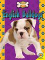 English Bulldogs