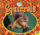 Squirrels 