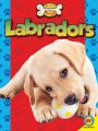 Labradors