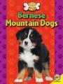 Bernese Mountain Dogs