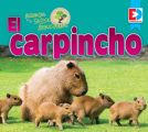 Animales de la Selva Amazonica  El carpincho