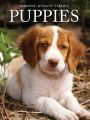 Puppies
