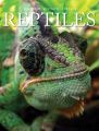 Reptiles