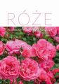 Roze w Kieleckim Ogrodzie Botanicznym