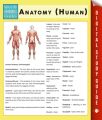 Anatomy (Human) (Speedy Study Guides)
