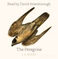 Peregrine