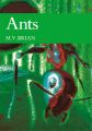 Ants