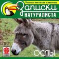 Рассказы классиков о животных. Ослы