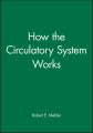 How the Circulatory System Works