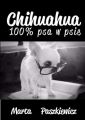 Chihuahua 100% psa w psie