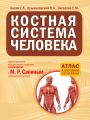 Костная система человека